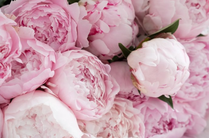peony flower meaning symbolism