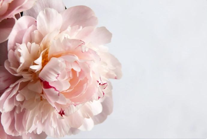 symbolic meaning of peony